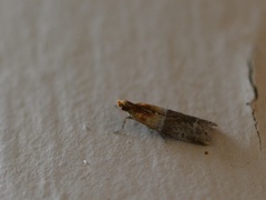 Moodna pallidostrinella