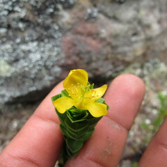 Hypericum mexicanum