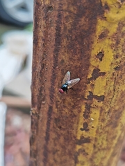 Hydrotaea chalcogaster