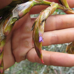 Tillandsia denudata