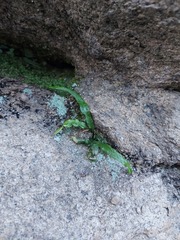 Asplenium ruprechtii