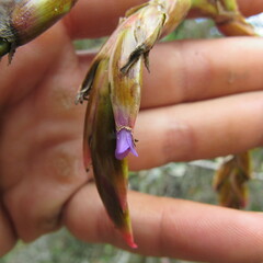 Tillandsia denudata