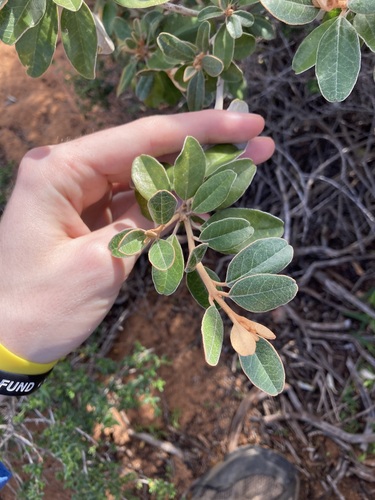 Image of Diplolaena grandiflora by (c) Thomas Mesaglio, some rights reserved (CC BY)