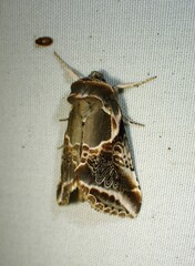 Habrosyne scripta