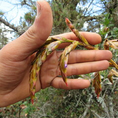 Tillandsia denudata