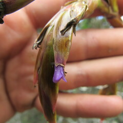 Tillandsia denudata