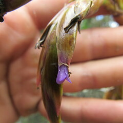 Tillandsia denudata