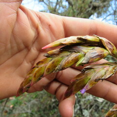 Tillandsia denudata