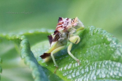 Phymata americana americana