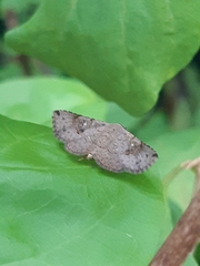 Lepidoptera