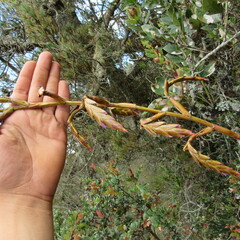 Tillandsia denudata