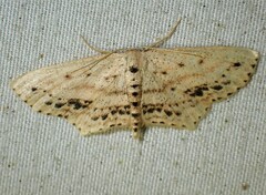 Scopula cacuminaria