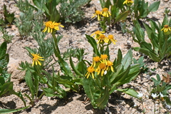 Senecio crassulus