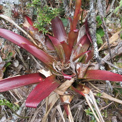 Tillandsia denudata