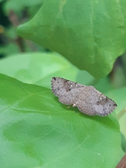 Lepidoptera