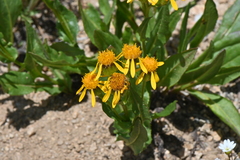 Senecio crassulus
