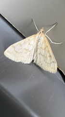 Hahncappsia pergilvalis