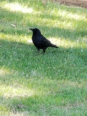 Corvus brachyrhynchos