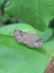 Lepidoptera
