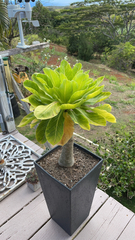 Brighamia insignis