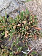 Carpobrotus virescens