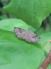 Lepidoptera