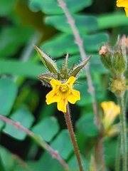 Biophytum sensitivum