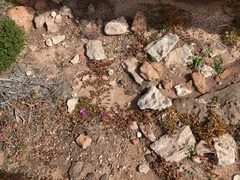 Carpobrotus virescens