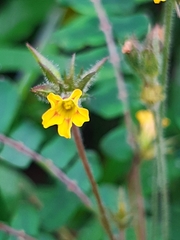 Biophytum sensitivum
