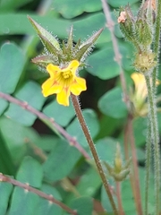 Biophytum sensitivum