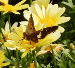 Epargyreus clarus