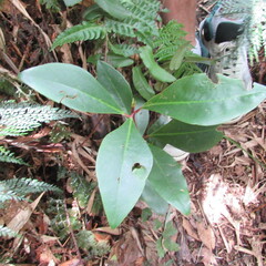 Drimys granadensis