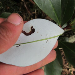 Drimys granadensis