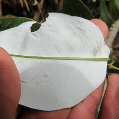 Drimys granadensis