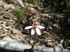 Caladenia variegata