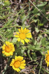 Grindelia inuloides