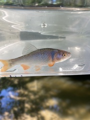 Red Shiner photo 4