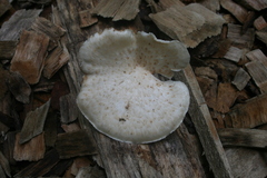 Bresadolia craterella