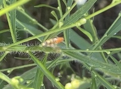 Toxomerus marginatus