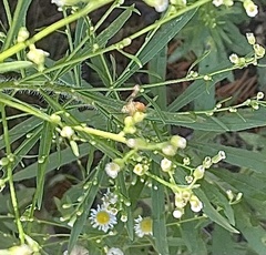 Toxomerus marginatus