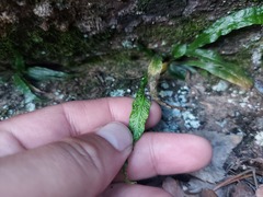 Asplenium ruprechtii