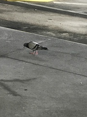 Columba livia domestica