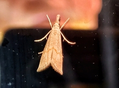 Haimbachia placidellus