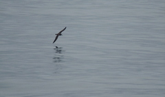 Calonectris leucomelas