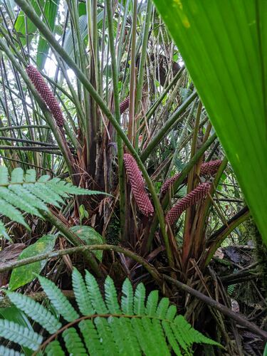Sphaeradenia purpurea (Sphaeradenia purpurea)