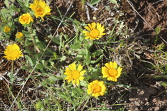 Grindelia inuloides