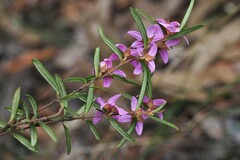 Boronia hapalophylla