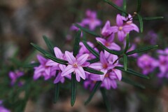 Boronia hapalophylla