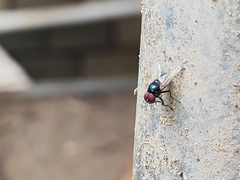 Hydrotaea chalcogaster