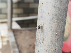 Hydrotaea chalcogaster